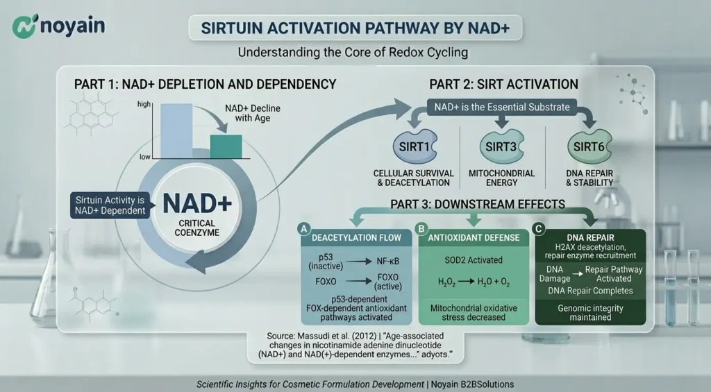 NAD+ Metabolic Pathway and Precursor Comparison