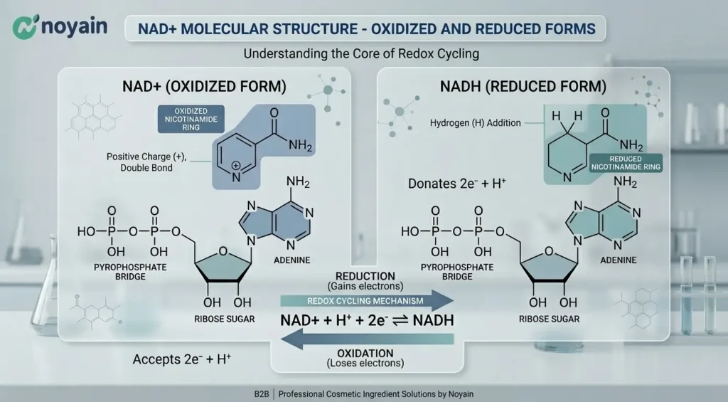 NAD+ Molecular Structure - Oxidized and Reduced Forms
