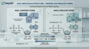 NAD+ Molecular Structure - Oxidized and Reduced Forms