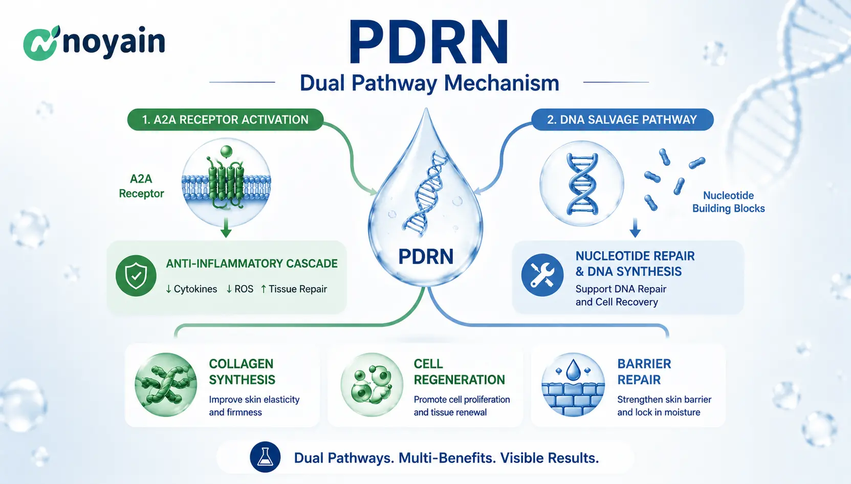 PDRN Dual Pathway Mechanism