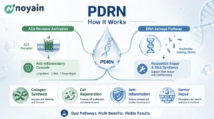 The working principle of PDRN