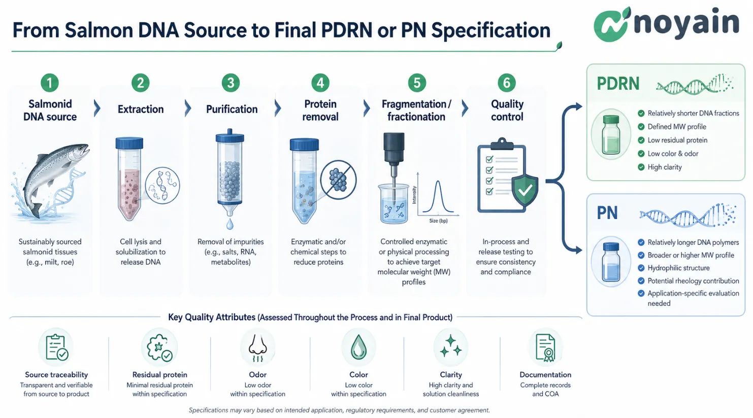 Workflow from salmon DNA source through extraction, purification, protein removal, fractionation and final PDRN or PN specification.