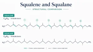 Squalene vs Squalane