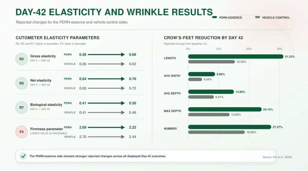 Day-42 Elasticity and Wrinkle Results