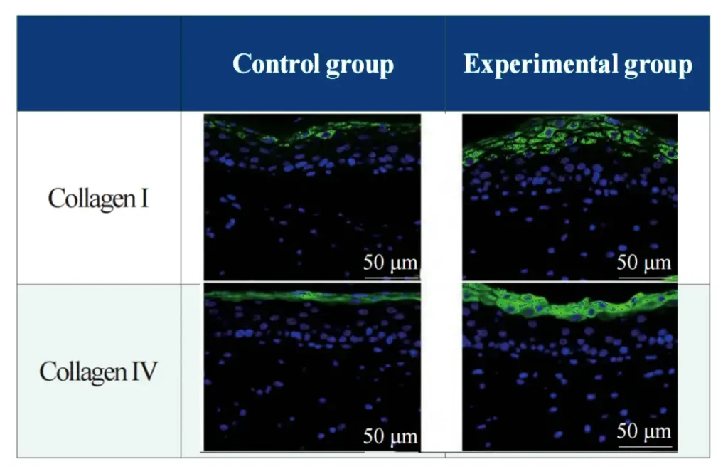 PDRN Effects on Collagen I and Collagen IV in a 3D Skin Model