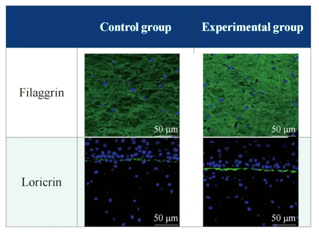 PDRN Effects on Filaggrin and Loricrin in a 3D Skin Model