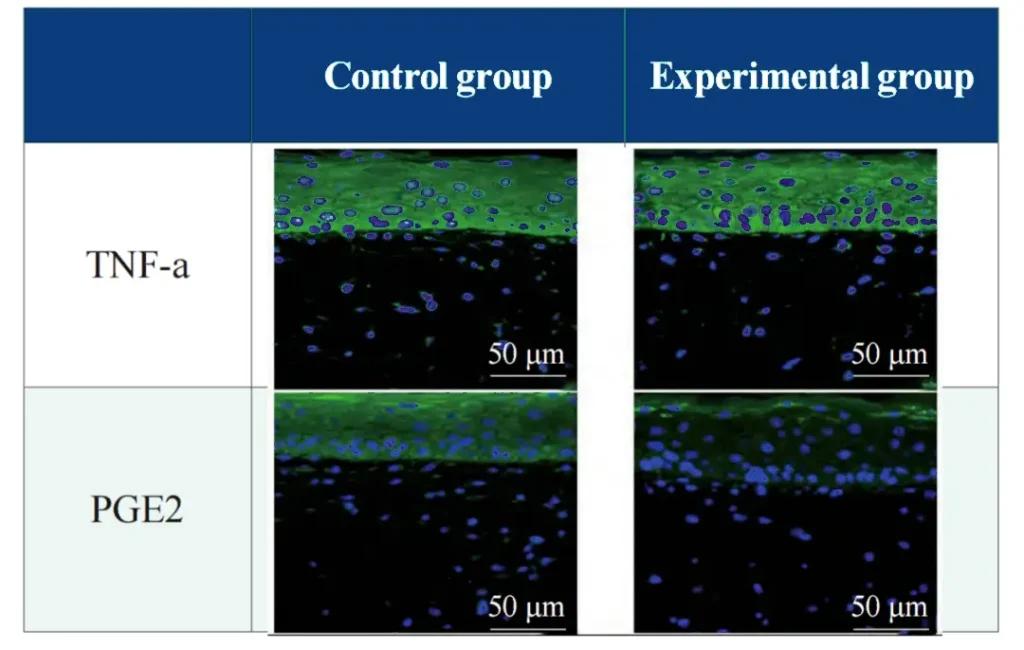 PDRN Effects on TNF-α and PGE2 in a UVA-Stressed 3D Skin Model