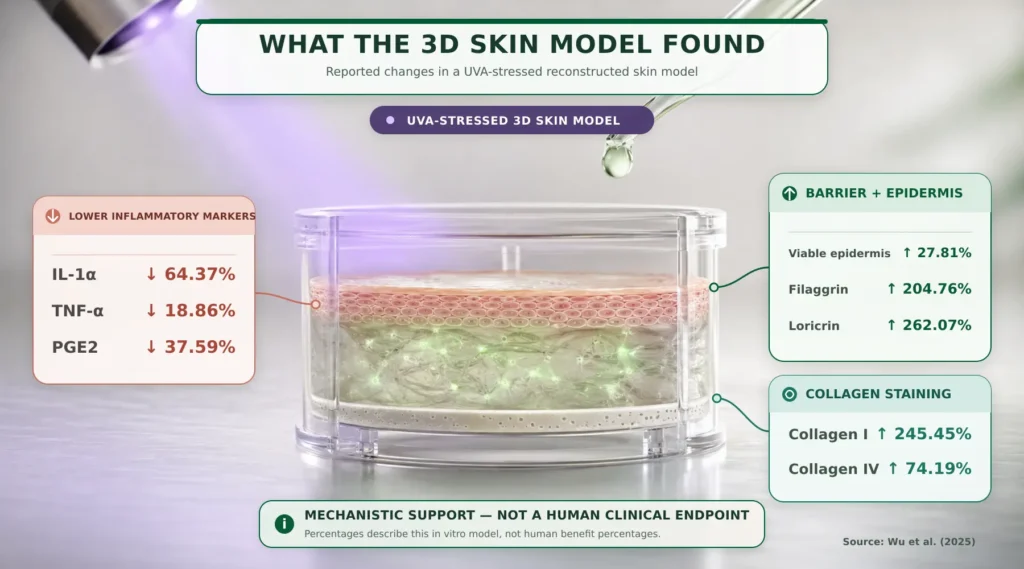 What the 3D Skin Model Found